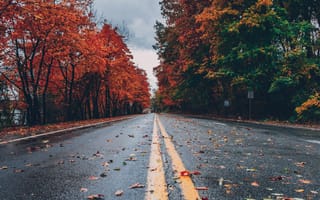 Картинка осень, дорога, листья, пейзаж, природа, дождь, красота