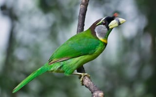 Картинка птица, зеленый, природа, животные, фото, обои, красота