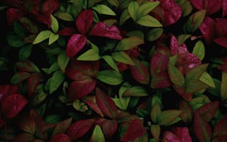 Картинка листья, растения, природа, зелень, красный, фон, декор