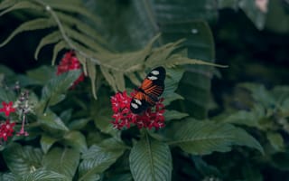 Картинка бабочка, цветы, природа, зелень, красный, лето, красота