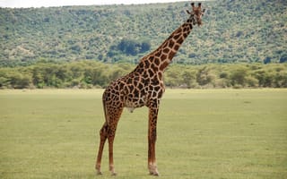 Картинка жираф, природа, африка, животные, пейзаж, зеленый, саванна