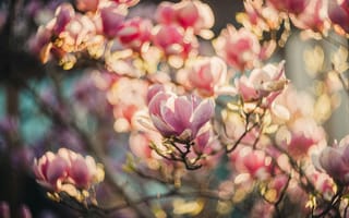 Картинка цветы, магнолия, природа, красота, фото, обои, весна