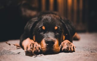 Картинка щенок, ротвейлер, домашний питомец, спокойствие, животные, порода, друзья