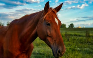 Картинка лошадь, природа, пейзаж, животные, небо, трава, красота