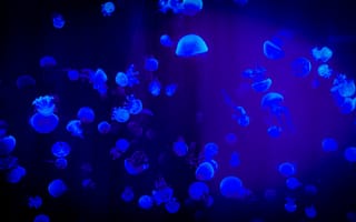 Картинка медузы, океан, синий, глубина, подводный мир, красота, животные