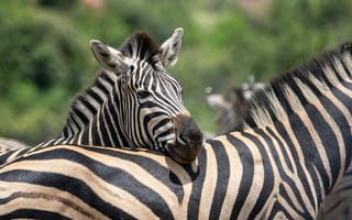 Картинка зебра, животные, природа, дикие животные, африка, пейзаж, черно-белый