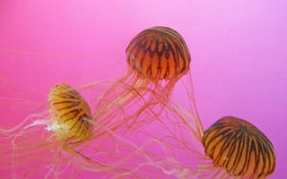 Картинка медузы, океан, водный мир, животные, природа, красота, фото