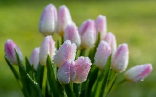 Картинка тюльпаны, цветы, вода, природа, весна, красота, зелень