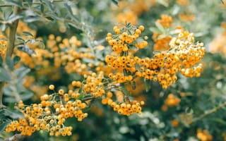 Картинка цветы, природа, желтый, растение, фото, обои, лето