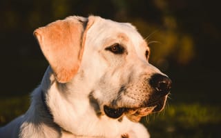 Картинка собака, лабрадор, питомец, животное, портрет, природа, свет