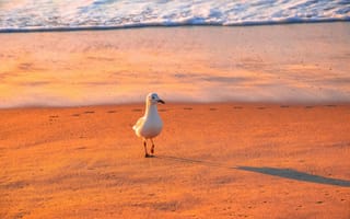 Картинка птица, пляж, закат, море, песок, природа, отпуск