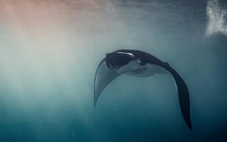 Картинка манта, океан, подводный мир, рыба, глубина, плавание, природа