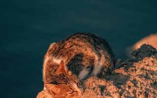 Картинка кот, природа, солнце, отдых, камень, животное, пейзаж