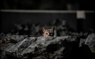 Картинка кот, природа, камни, дикие животные, пейзаж, фото, животные