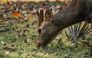 Картинка олень, природа, трава, животные, осень, пейзаж, фотография