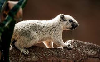 Картинка животное, природа, млекопитающее, дикая природа, фотография, пейзаж, свет