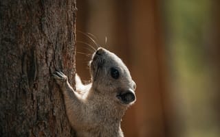 Картинка животное, сурикат, природа, дерево, лес, милый, фото