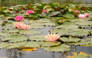 Картинка водяные лилии, природа, водоем, цветы, листья, пейзаж, лето
