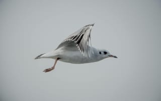 Картинка птица, летящая, море, природа, серая, гладкая, крылья