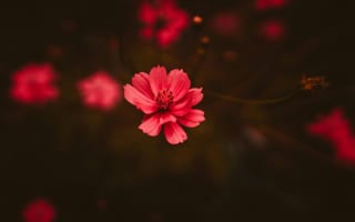 Картинка цветы, розовый, природа, фото, обои, красота, растения