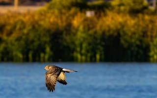 Картинка птица, полет, природа, водоем, небо, крылья, ландшафт