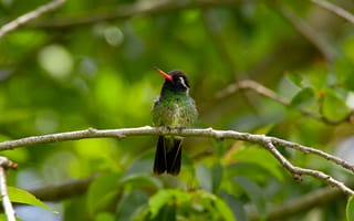 Картинка птица, колибри, природа, зелёный, ветка, фото, животные