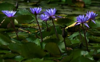 Картинка цветы, водяные лилии, природа, растения, водоем, синий, фото, обои