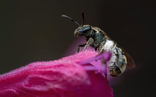 Картинка пчела, цветок, макро, природа, насекомое, фото, красота
