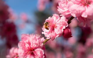 Картинка цветы, пчела, весна, розовый, природа, пейзаж, красота