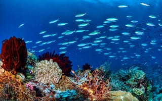 Картинка океан, рыбы, кораллы, подводный мир, природа, глубина, морская жизнь, экосистема, цвета, водоросли
