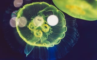 Картинка медуза, океан, глубина, природа, красота, свет, водный мир