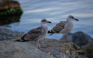 Картинка чайки, природа, морской пейзаж, камни, водоем, птицы, лето