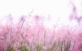 Картинка цветы, природа, розовый, пейзаж, лето, мягкий, красота