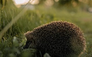 Картинка еж, природа, трава, закат, животные, фото, пейзаж