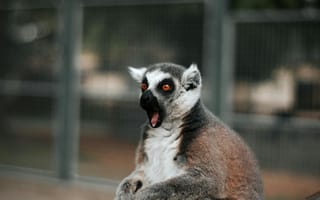 Картинка лемур, животные, природа, звери, забавные, фото, обои