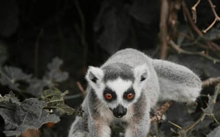 Картинка лемур, животные, природа, лес, дикие, глаза, фото