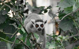 Картинка лемур, животные, природа, зелень, деревья, фото, обои