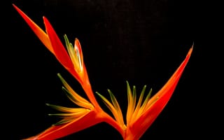 Картинка цветы, растения, экзотика, красный, природа, фотография, обои