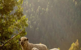 Картинка овцы, природа, пейзаж, горы, трава, животные, свет