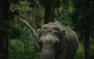 Картинка слон, природа, животные, лес, зеленый, фауна, дикое