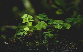 Картинка травы, растения, природа, зелень, фото, обои, крупный план