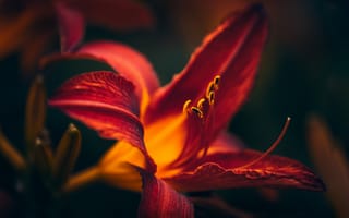 Картинка цветок, лилия, красный, природа, макро, красота, растение