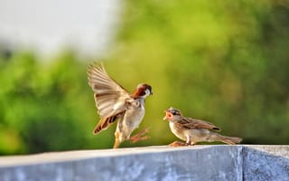 Картинка птицы, синица, природа, лето, полет, семья, животные