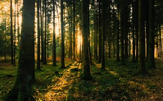 Картинка лес, природа, свет, деревья, осень, пейзаж, тишина