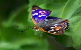 Картинка бабочка, природа, зелень, красота, макро, цвет, лето