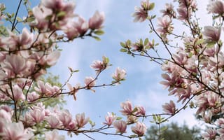 Картинка цветы, магнолия, природа, весна, небо, пейзаж, красота