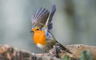 Картинка птица, робин, природа, фото, крылья, животные, лес