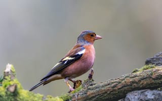 Картинка птица, филин, природа, животные, пейзаж, дерево, цвета