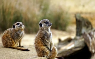 Картинка сурикаты, животные, природа, зоопарк, друзья, питомцы, милота