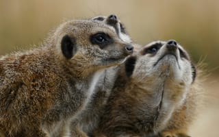 Картинка сурикаты, животные, природа, группа, друзья, питомцы, мягкие